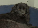Adoption disponible : chien noir