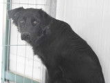 Adoption disponible : chien noir