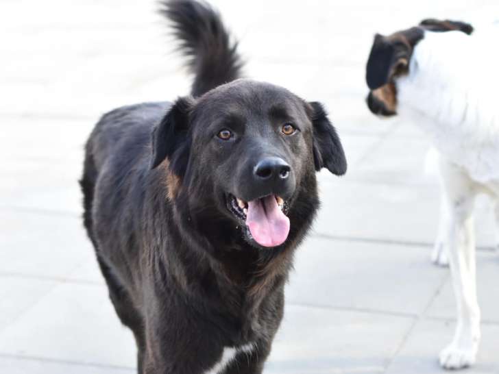 Chien de 2 ans à la recherche d’une famille