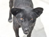 À adopter, chien de couleur noire