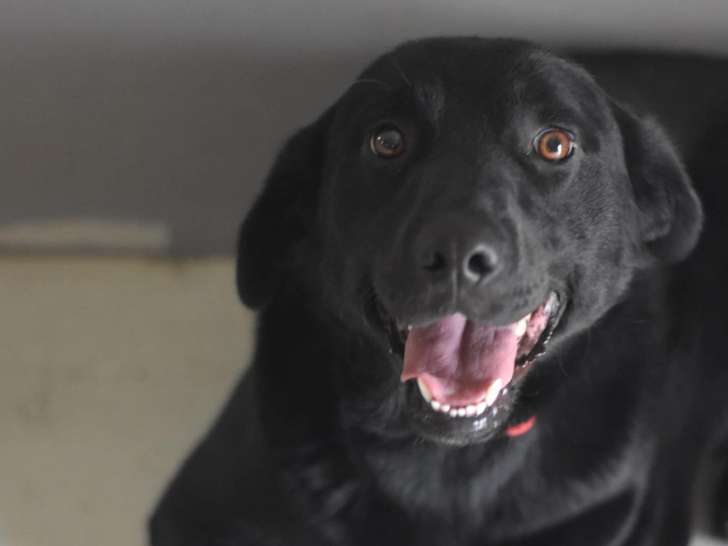 Disponible à l'adoption, chien âgé d'un an