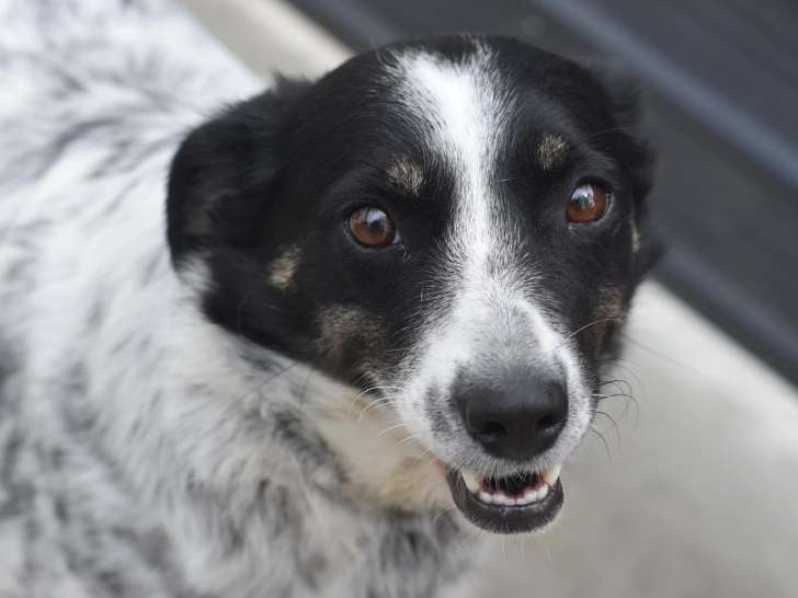 Prête pour l'adoption, chienne de 3 ans