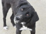 Adoption disponible : chienne noire avec marque blanche