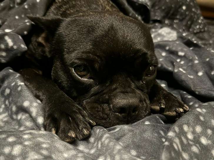 En quête d’une famille : chienne de 6 ans