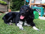 En attente d'une famille : chien noir avec marque blanche