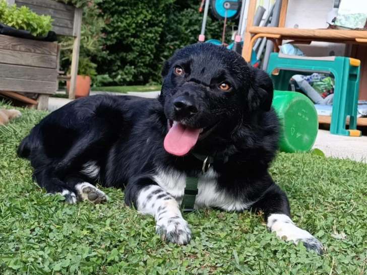 En attente d'une famille : chien noir avec marque blanche