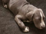 Chiot de type Cane Corso mâle à vendre