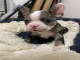 Chiots Boston Terrier merles à vendre