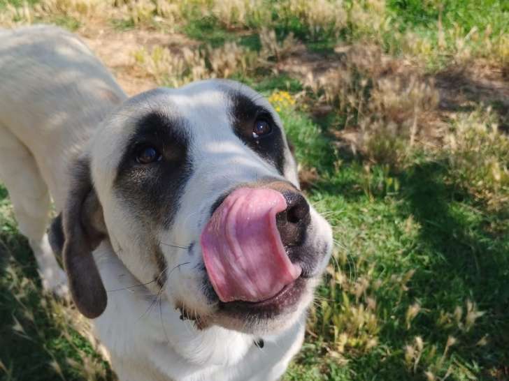 Chien Mâtin Espagnol d'un an à la recherche d'un foyer