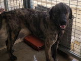 Disponible à l'adoption, chien Mâtin Espagnol bringé
