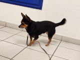 Disponible à l'adoption : chien Chihuahua noir et feu