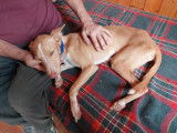 À la recherche d’une famille : chiot mâle Podenco de 10 mois