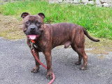 Chien de 2 ans disponible à l'adoption