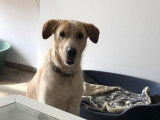 Chien beige en attente d'adoption
