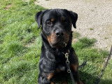 Disponible à l'adoption, chien Rottweiler de 2 ans