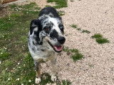 Disponible à l’adoption : chienne Border Collie bleu merle