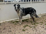 Disponible à l’adoption : chienne Border Collie bleu merle
