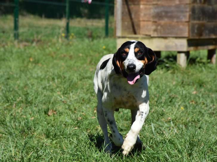 Chien de 5 ans à adopter