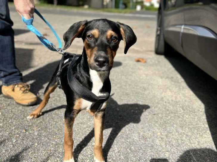 Chiot mâle en quête d'une famille