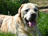 Disponible à l'adoption, chien Labrador beige