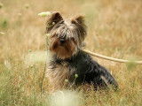 Chien Yorkshire Terrier noir et beige à adopter
