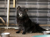 Disponible à l'adoption, chienne Spitz-Loup noire