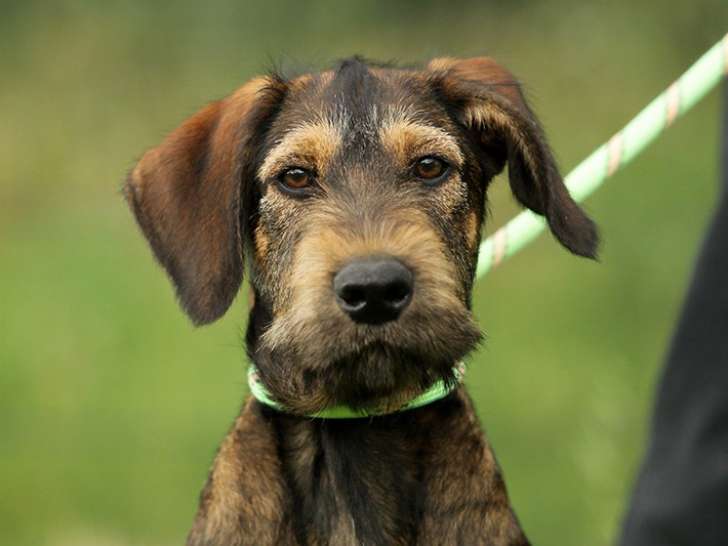 À la recherche d'une famille, chiot mâle de 4 mois