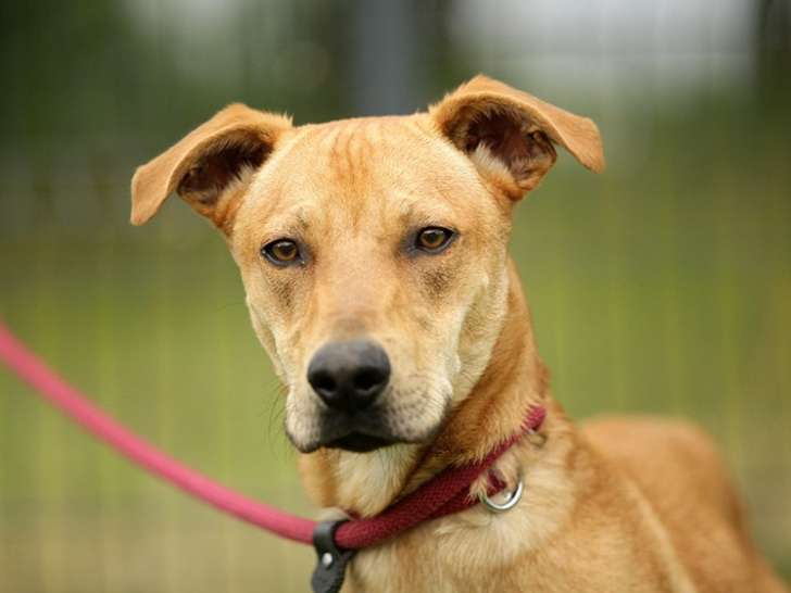 Disponible à l'adoption : chien au pelage beige