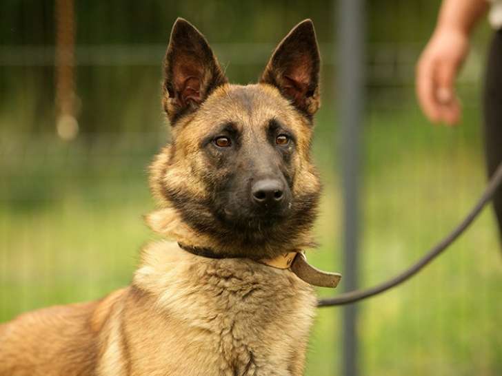 À la recherche d'un foyer : chienne Berger Malinois de 2 ans