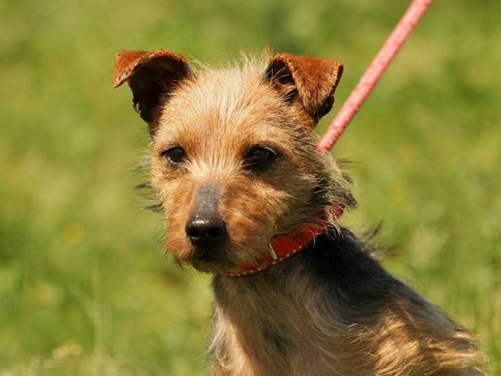 Chienne Yorkshire Terrier âgée de 3 ans à adopter