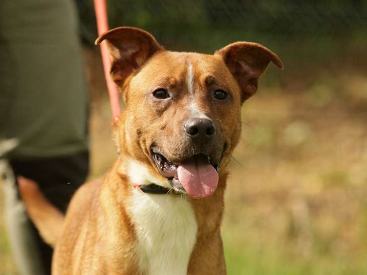 Chien fauve disponible à l'adoption