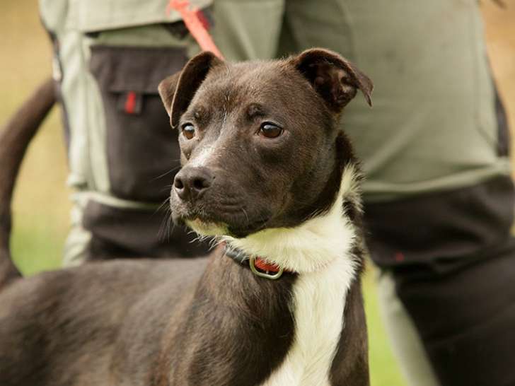 Chienne de 6 ans en attente d'adoption
