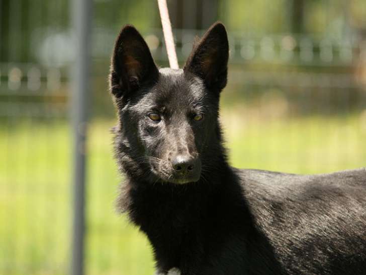 Chien noir à la recherche d'une famille