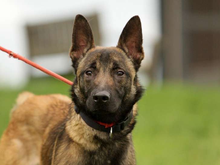 Disponible à l'adoption, chien Berger Malinois fauve charbonné