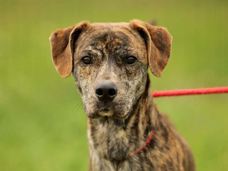 En attente d'adoption, chien d'un an