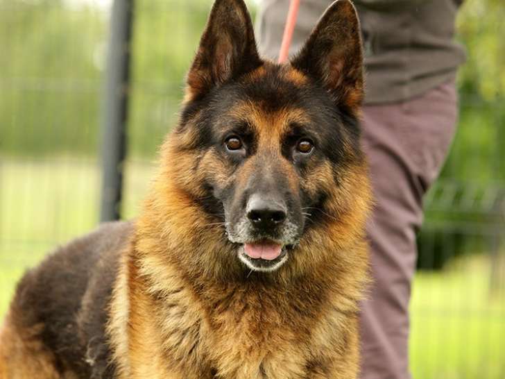 En quête d’une famille, chien Berger Allemand