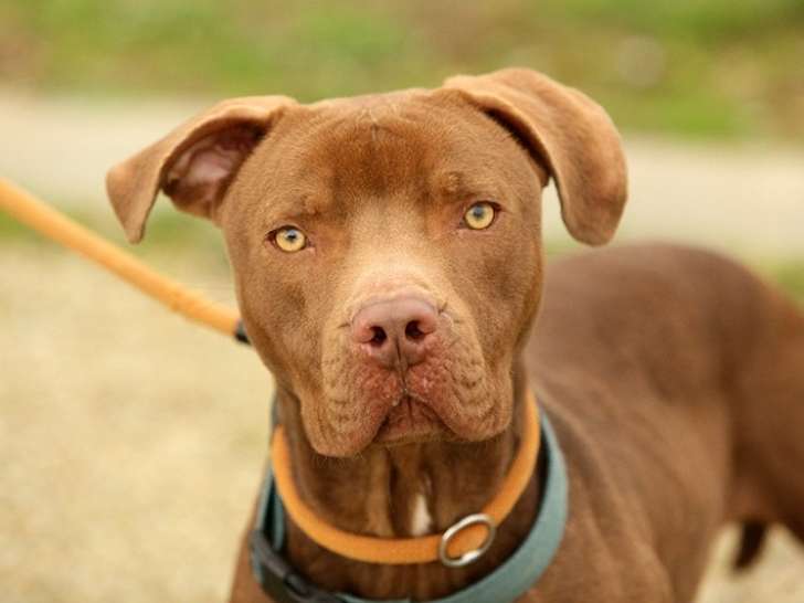Disponible à l'adoption : chiot mâle marron