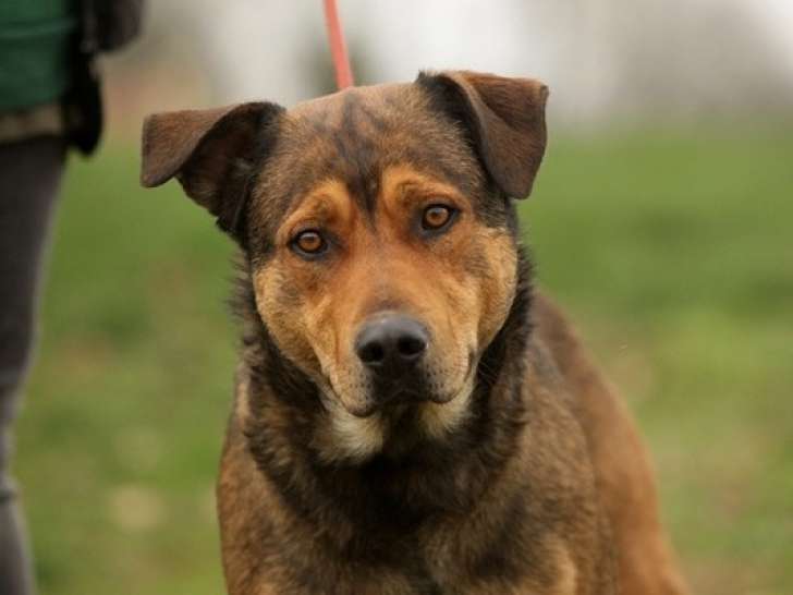 Chien à adopter