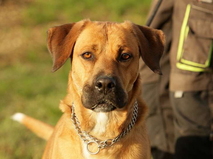 Chien fauve disponible à l'adoption