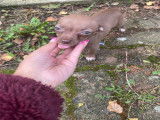 Chiots Chihuahua à vendre