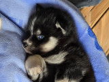 Chiots Pomsky F3 à vendre