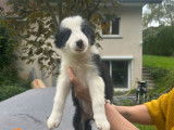 Chiot de race Border Collie à vendre