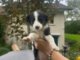 Chiot de race Border Collie à vendre