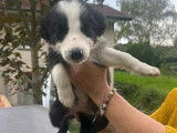 Chiot de race Border Collie à vendre