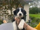 Chiot de race Border Collie à vendre