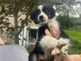 Chiot de race Border Collie à vendre