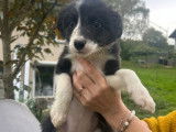 Chiot de race Border Collie à vendre