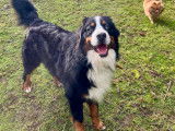 Mâle Bouvier Bernois disponible pour saillie