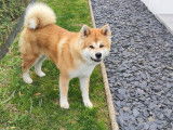 Taiki, mâle Akita Inu LOF disponible pour saillie
