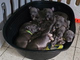Chiots American Staffordshire Terrier à vendre